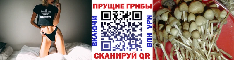 хочу наркоту Нерехта Галлюциногенные грибы Magic Shrooms